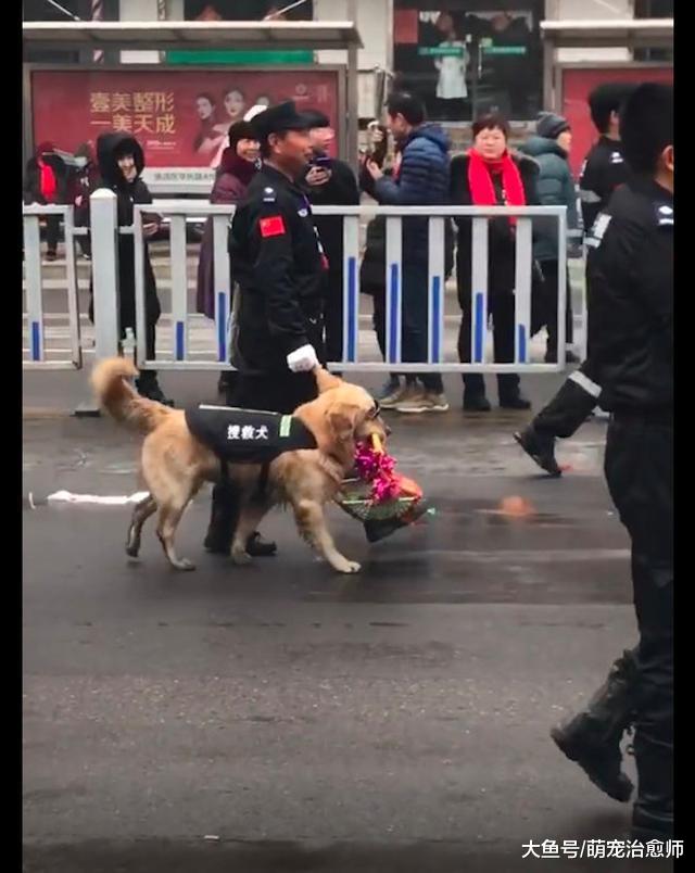 主人忘帶狗繩了，直接拽著金毛的耳朵往前走，狗：我不要面子啊！