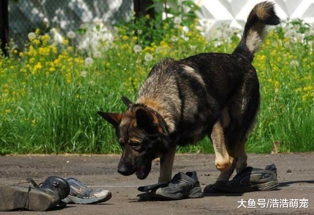 被狗攻击应该怎么办？这5个办法很好用，学会运用后，不需要害怕狗了