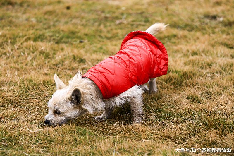 每次遛狗都成了狗遛人，狗狗想去哪里，你真的知道吗