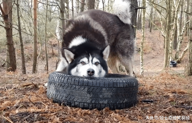 二哈爱拆家怎么办？网友想了个“馊主意”，比拉雪橇还累