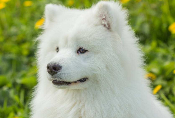 萨摩耶那天使般的微笑，如何打理它的毛发，如何护理它的毛发