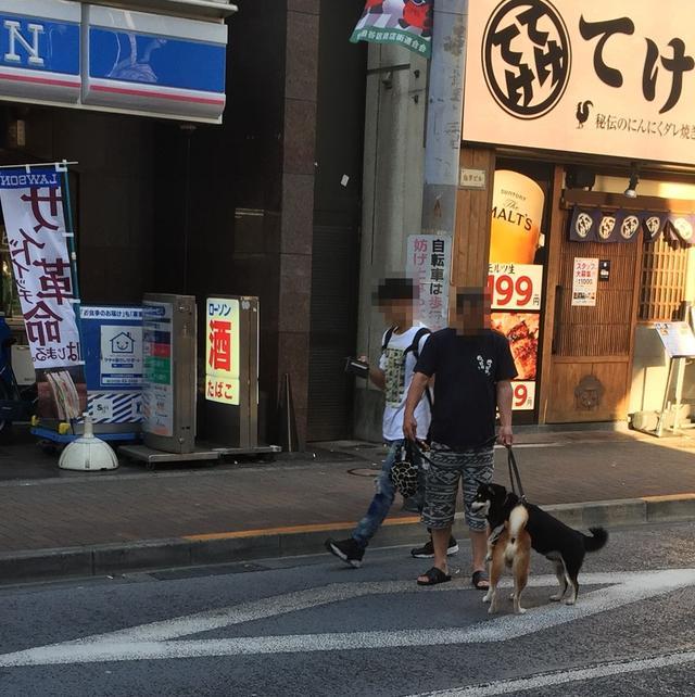 日本新晉網紅柴犬，黑柴從不認真走路，只想讓黃柴哥哥背著走