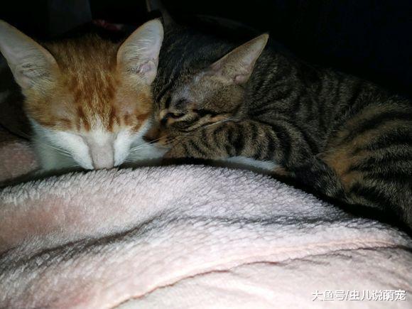 两只小猫吃饭睡觉都在一起, 不愧是恩爱的“夫妻”!