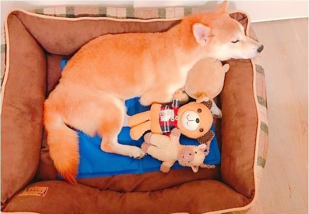 焦虑10岁老犬二度被弃养，后变爱笑男孩，她的一席话暖炸上千网友