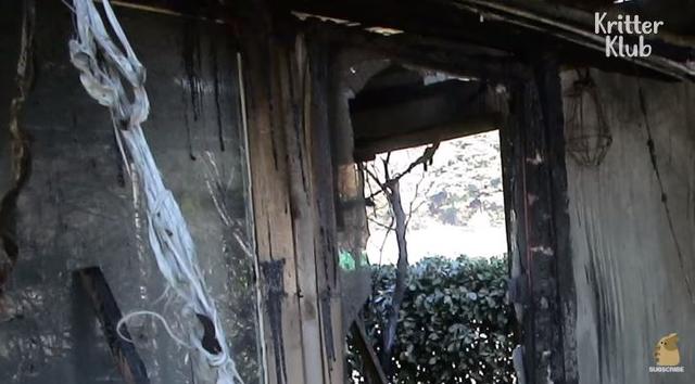 猫的报恩！主人被困火场，猫咪冲回去嚎叫，5分钟屋顶倒塌