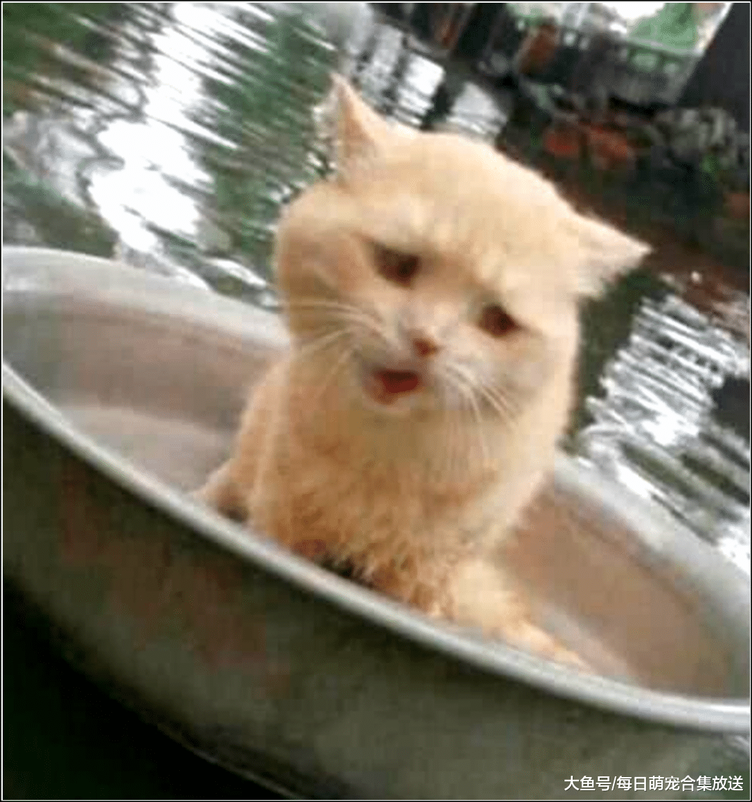 家里发生水灾，橘猫坐着铁盆就跑，主人看清后无法淡定了