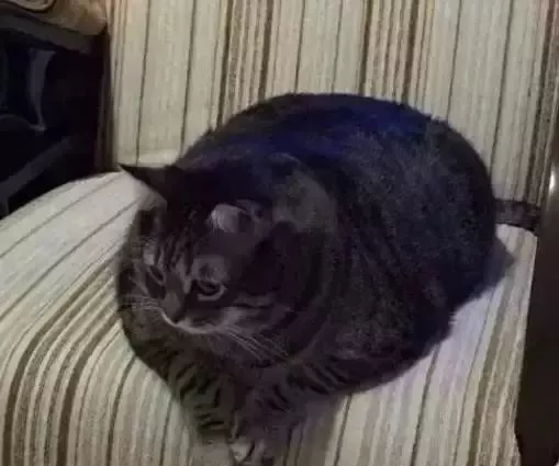 当初兴高采烈领养狸花猫的他们，后悔了：家里橘猫越来越瘦了