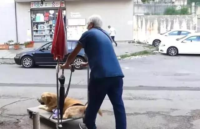 每年定期打狗，那些弃养的人却过得美滋滋