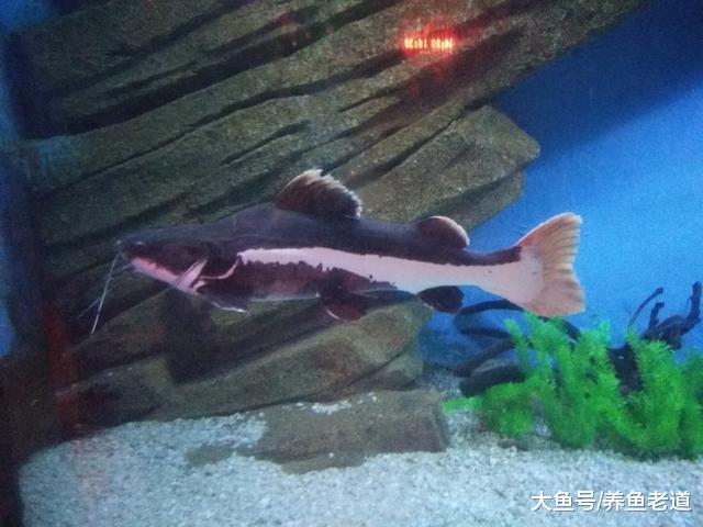 觀賞魚在生長過程中會遇到短暫停滯期，我們不要當做腸炎來治！