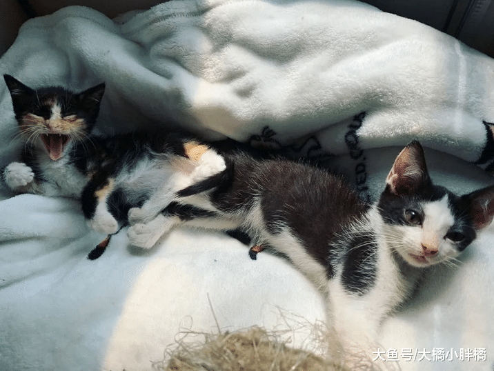 流浪猫自己挑主人，选中后抱着别人不愿撒手，幸福生活由自己争取