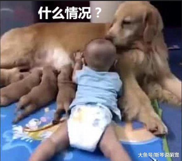 一觉醒来发现多了一个孩子，狗妈一脸茫然：哪里来的丑八怪