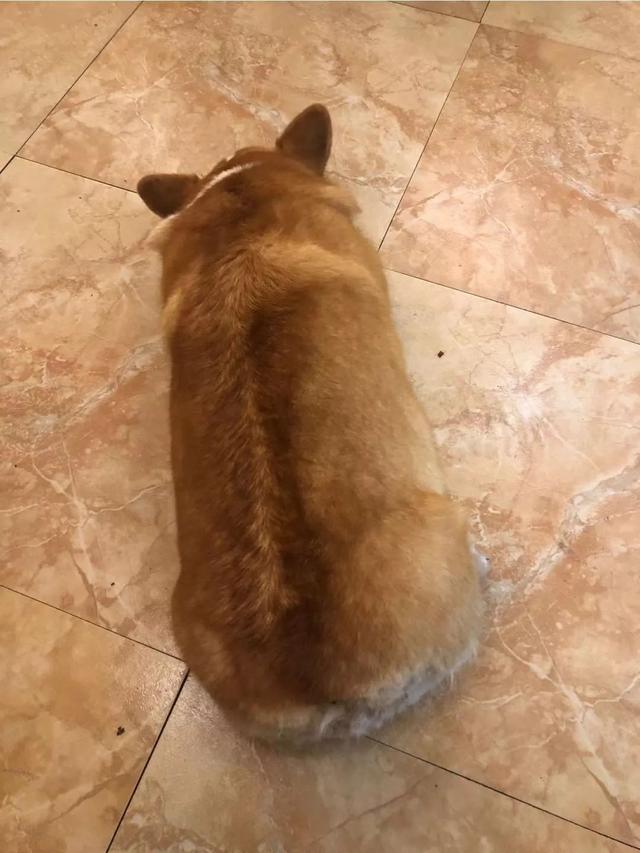 辟谣，狗的一岁不等于人的7岁，那附上狗狗长寿的六个秘诀