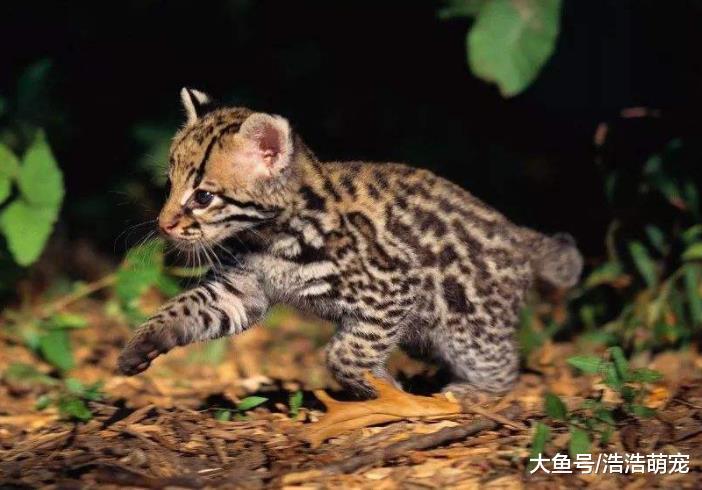 ?最受歡迎的8種寵物貓，一個比一個會賣萌，你家主子上榜沒？