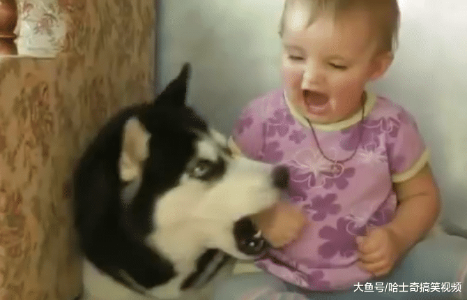 二哈犯错不改，主人派出“熊孩子”，表情却把主人逗笑了