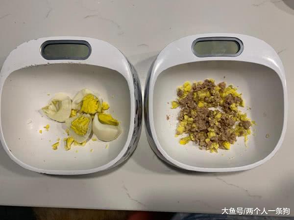 金渐层麻糬看萨摩耶软糖吃鸡蛋，着急乱窜还告状，妈妈：视力很差