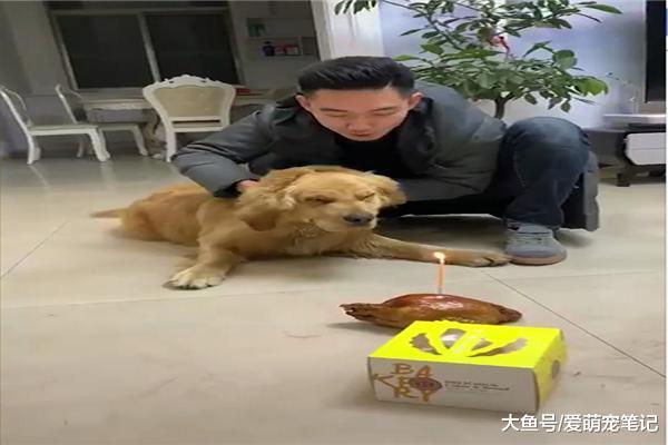 網友給金毛過生日，強行讓它吹滅蠟燭，狗狗：這屆的主人真難帶啊