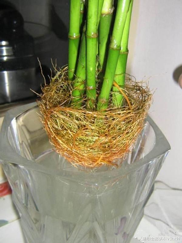 3點沒注意，富貴竹買回家也養不活！怪不得有的花店拿它做促銷，坑