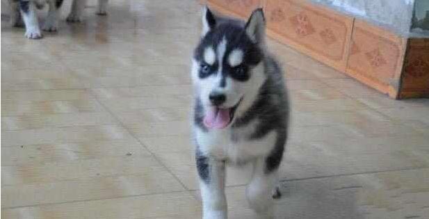 买只二哈送婆婆，半年之后回家探望，不料婆婆请我们吃铁锅炖二哈