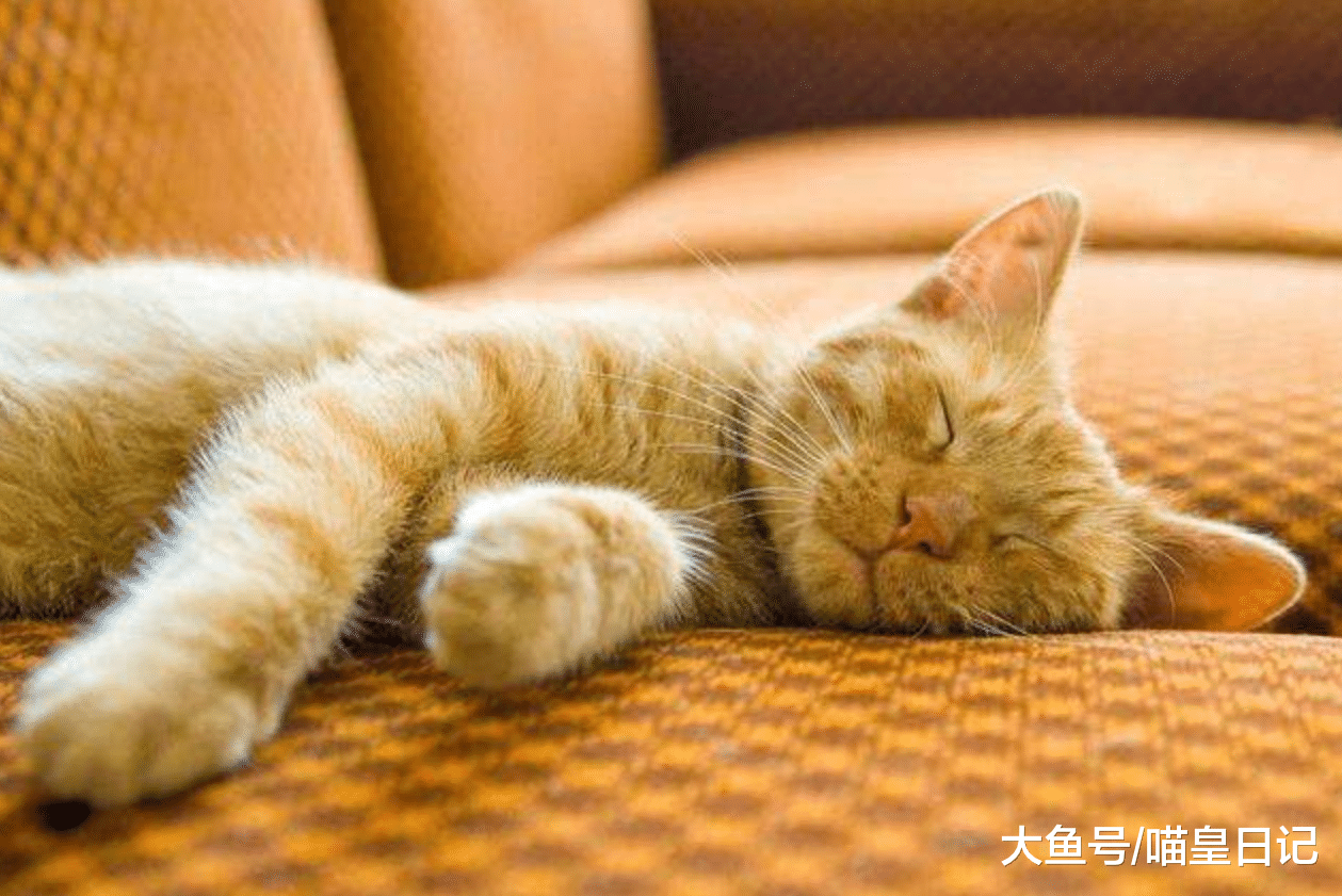 喵星人最喜歡這五種鏟屎官，快檢查一下你是不是其中之一呢？