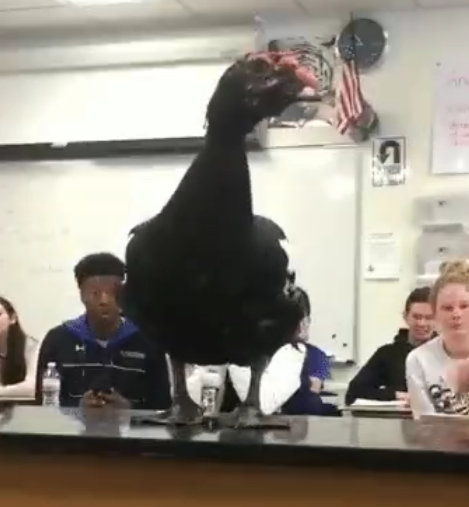 可怕！鳄鱼蟒蛇惊现课堂！学生们都吓懵了