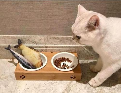 童年疑惑，猫咪怕水却爱吃鱼，那它们是如何捕鱼的呢
