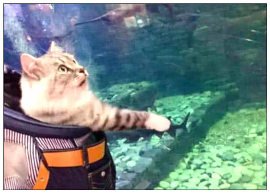 女子带猫咪去海底世界，游来一只鲨鱼，它的举动令人笑喷！