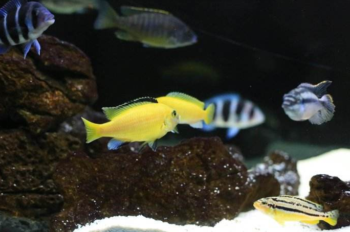 为啥观赏鱼世界里都是公鱼长得漂亮？鱼类分公母都可以用这套方法