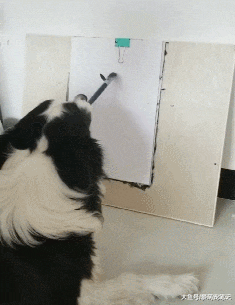 边牧今年5岁了，因会写字在网上走红，网友 ：狗界中的“书法家”