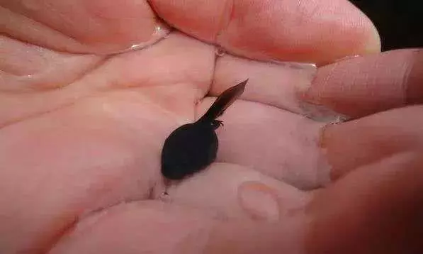 惊奇：雪貂不交配就会死？ 经调查， 世界上最致命的动物是蚊子