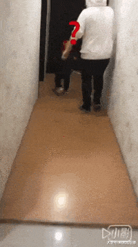 父子俩对着柴犬做奇怪动作, 它一脸的疑惑: 这两人不会傻了吧?