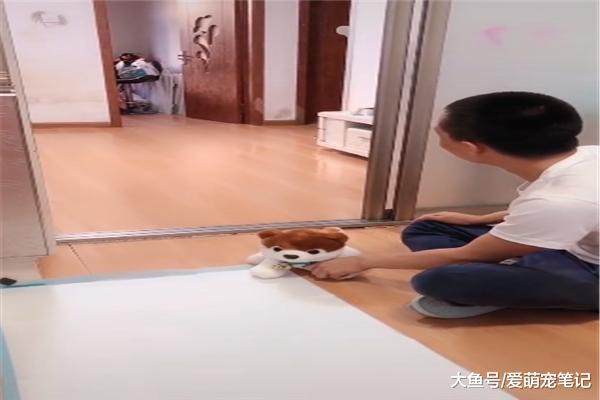 拉布拉多生了五只宝宝，结果主人却犯难了，乱拉乱尿该如何解决？