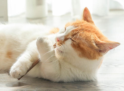 一文分清猫草、猫薄荷、木天蓼之间的区别，他们都对猫咪有益吗？