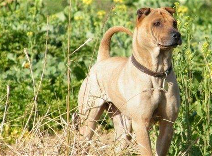 在南方旅游，要小心这4种犬，遇到了最好远离它