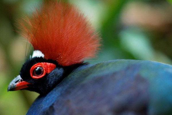 全球10大最美鸟类，大蓝蕉鹃和葵花凤头鹦鹉领衔，你都认识吗？