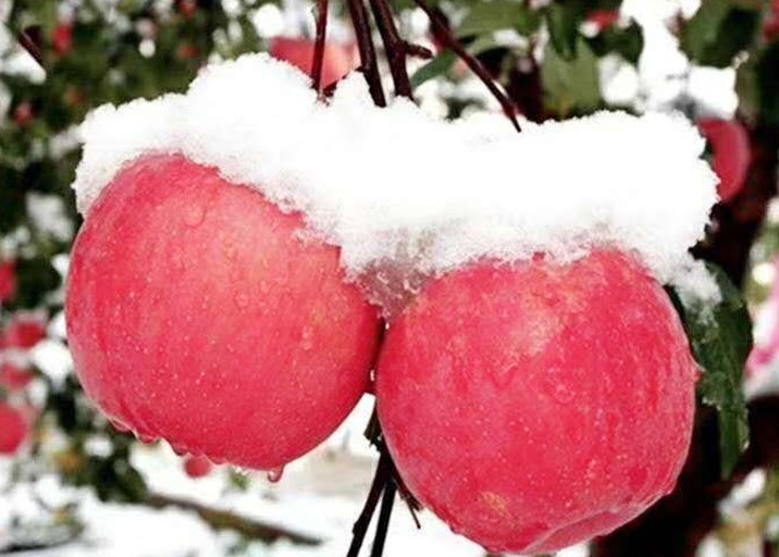 歪瓜裂枣才好吃？新疆“阿克苏”苹果卖相虽丑，却比红富士花牛甜多了