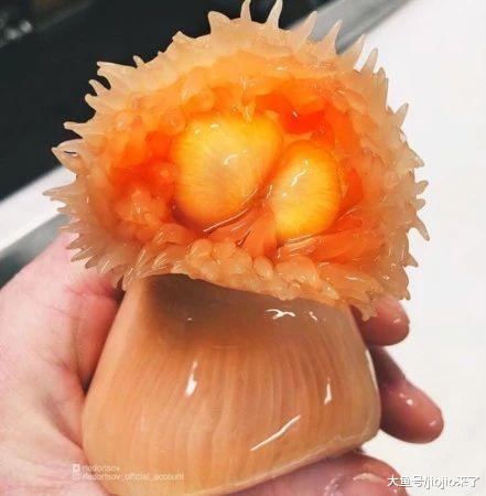 活捉一只南方公园“阿尼”！俄罗斯渔夫意外捕获一只“大眼萌物”