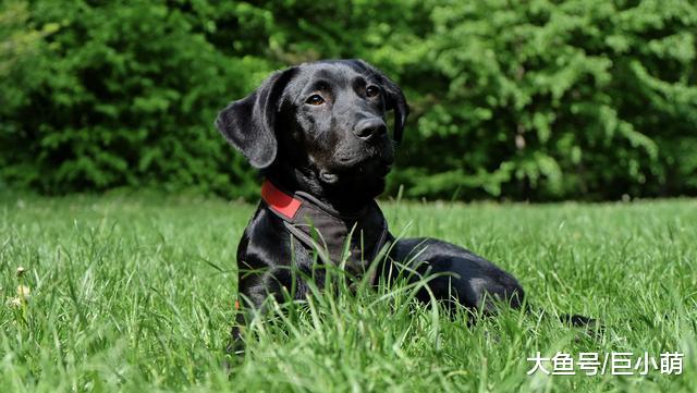 想要拥有一只大脑发育健康的狗狗？你可以给它们补充这些元素