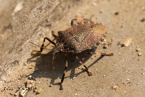 地球上10大最常見的害蟲，第一蚊子，第四蒼蠅，你最討厭哪個？