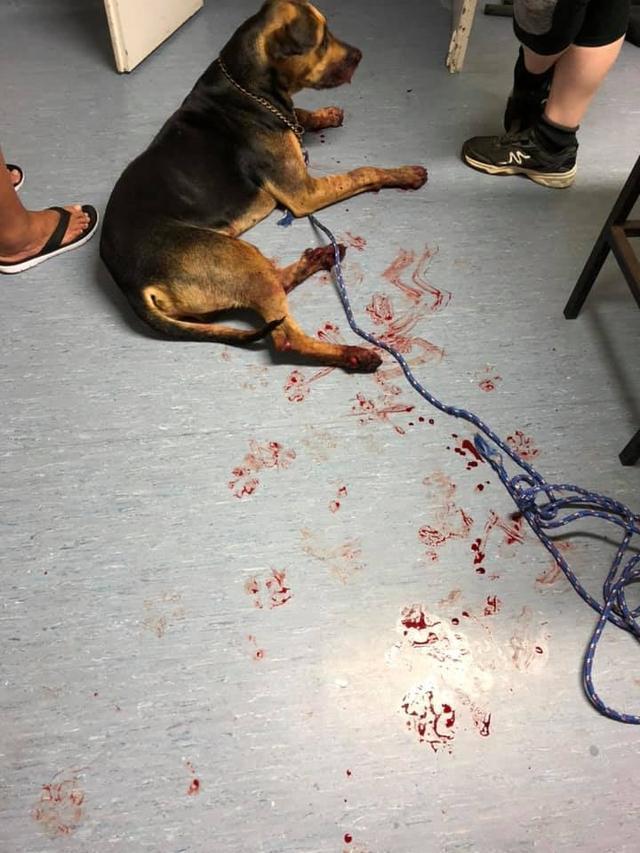 澳洲狗狗慘遭虐待，被主人用鐵鏈鎖頭開車拖行，經搶救后不治身亡