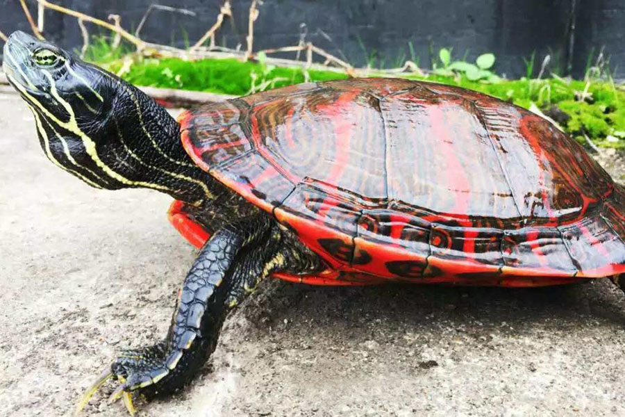 养龟新思路，乌龟干养到底行不行？