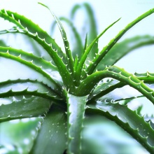 如何养护芦荟，知道这些方法，就不断发芽嫩芽，并轻松爆盆