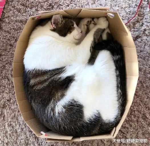 猫咪喜欢钻洞居然是这些原因造成的？而且钻了就出不来了！