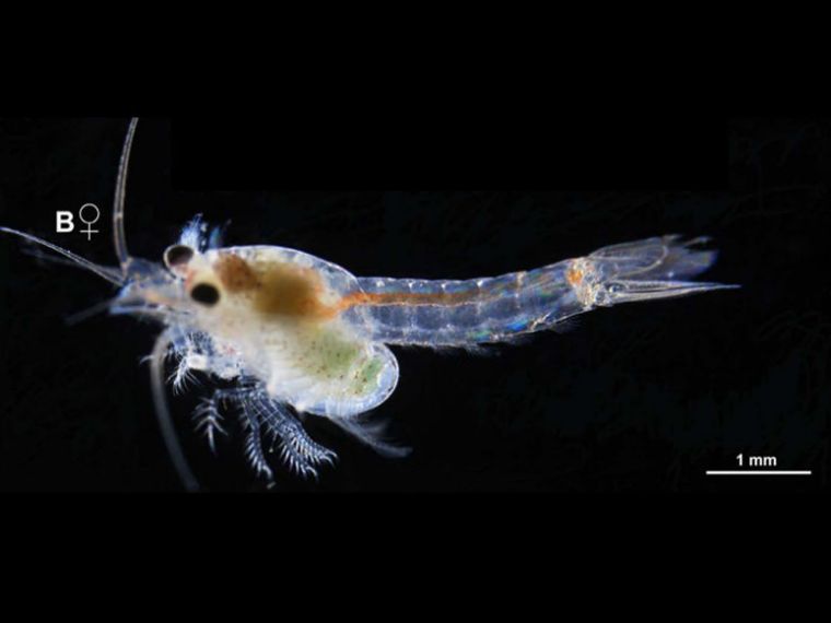 珊瑚的食物成了研究对象！糠虾难道要翻身做主人了吗？