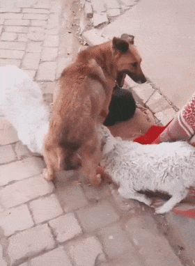 兩只羔羊失去母親，跪下來吃狗奶，黃狗：我為這個家付出太多……