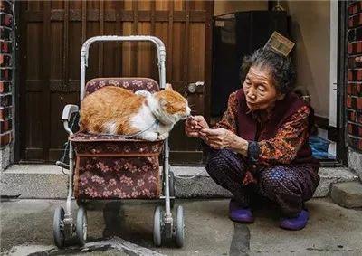 被奶奶带大的橘猫, 就是和别人家的不一样哈