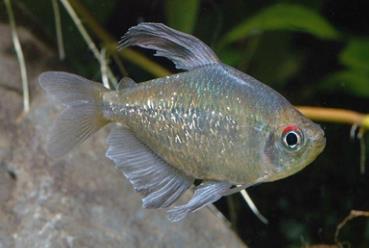 漂亮的钻石灯鱼