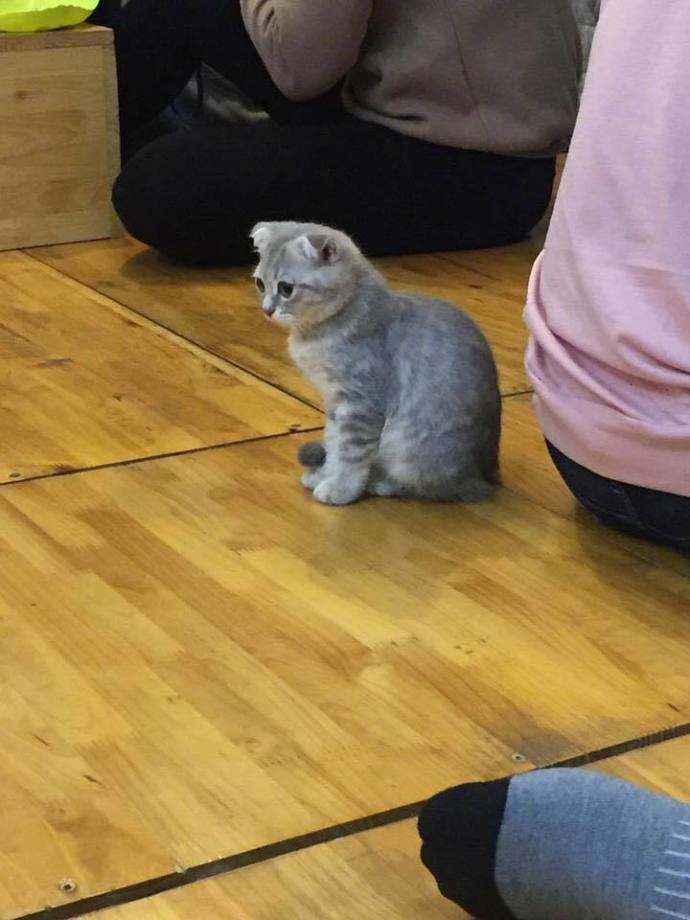 猫猫没错，是人类不该把东西放到猫猫想睡觉的地方