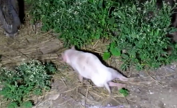 它因后腿骨折無法行走，救助人員想方設法在救它，它也一直在努力