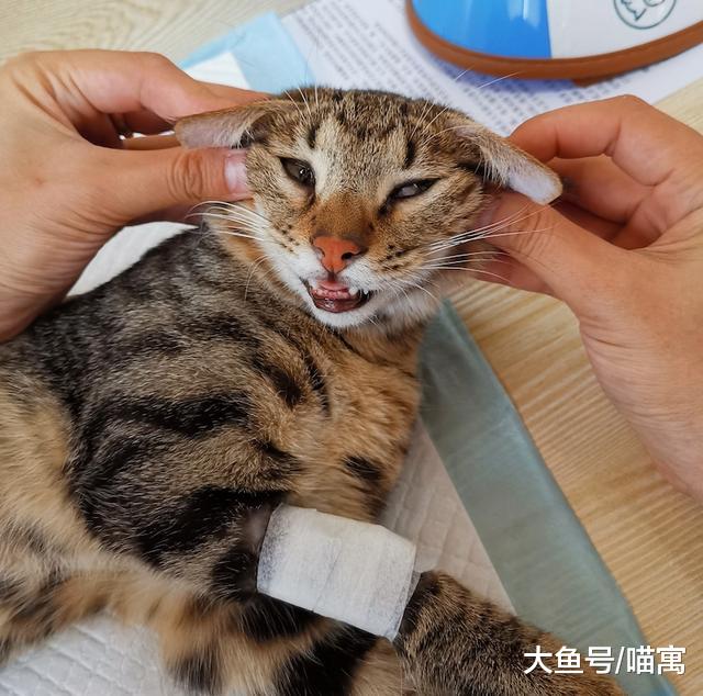 小猫咪这凶巴巴的做什么呢？真以为能吓到铲屎官？