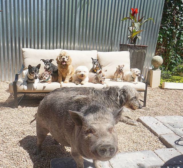 经历丧犬之痛的他，选择了领养其他的老年狗狗，将这份爱延续下去